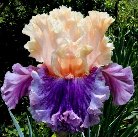 CROWNED IN GLORY