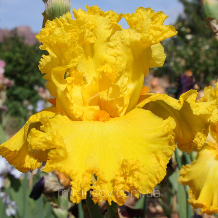 AMARILLO FRILLS / Амарилло Фрилз