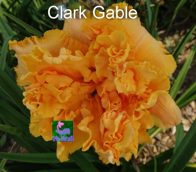 CLARK GABLE