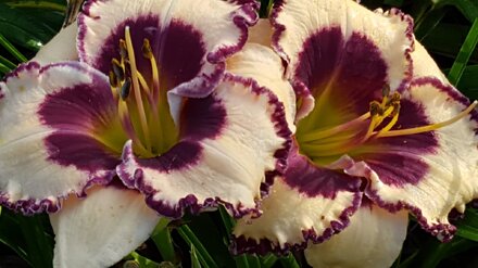 PICOTEE RIPPLED RUFFLES