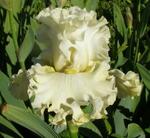 NEW STAR LEMON FRESH.