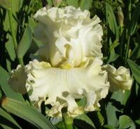 NEW STAR LEMON FRESH.