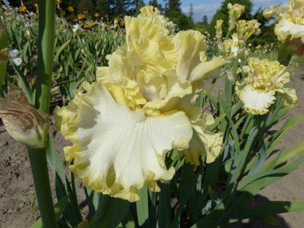  Pale Sunlight